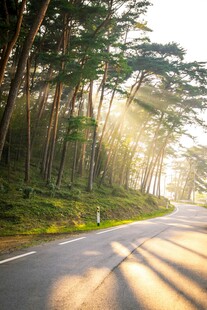 林间阳光洒落的蜿蜒公路