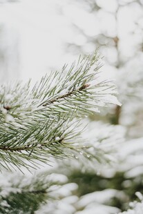雪覆松枝的冬日景致