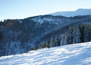 冬日雪覆山林美景