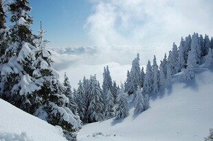 冬日雪景中的茂密雪松林