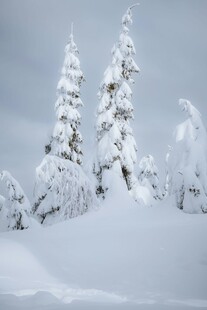 冬日雪景中的银白树木