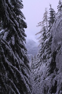 雪覆山林美景