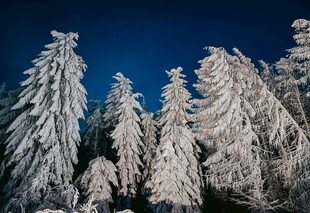 雪覆松林美景