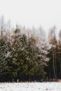 雪覆树林冬日美景