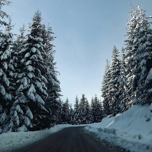 冬日雪覆公路旁的雪松