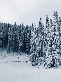 雪覆松林冬日美景