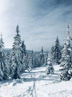 冬日雪景中的挺拔雪松