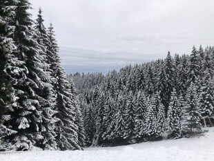 冬日雪覆松林美景
