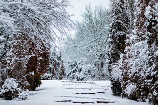 雪覆林间小径
