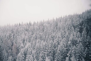雪覆森林美景