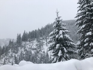 冬日雪景中的挺拔雪松