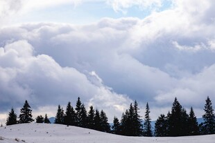 雪岭云杉景