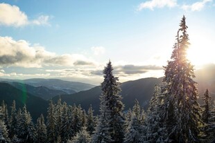 阳光照耀下的山林美景