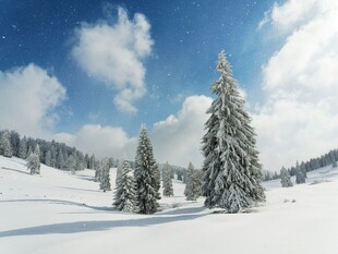 冬日雪景中的挺拔雪松