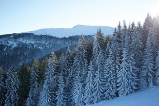 冬日雪覆山林美景