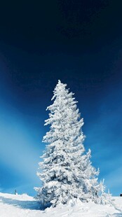 雪覆青松傲立蓝天之下