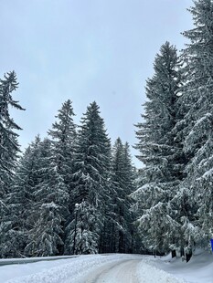 冬日雪林公路美景
