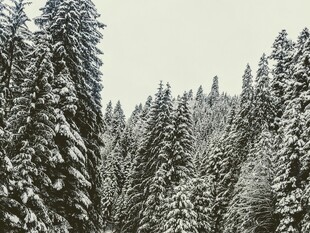 雪覆松林美景