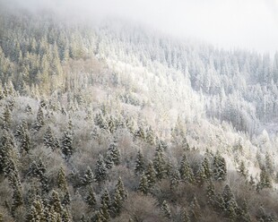 雪覆山林美景