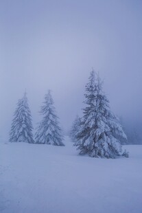 雪覆松林美景