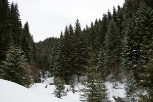 冬日山林雪景