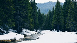 冬日雪覆森林溪流美景