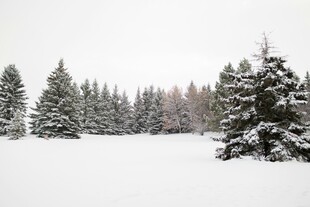 冬日雪覆松林美景