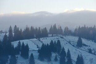 冬日雪覆山林美景