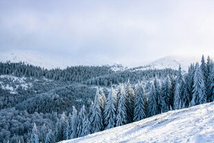 冬日雪覆山林美景
