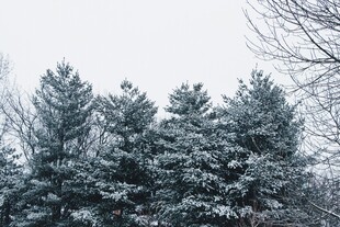 雪覆松树美景