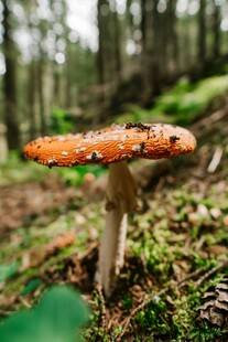 森林中的艳丽蘑菇