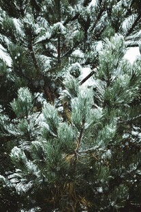 雪覆松枝