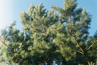 挺拔松树映蓝天