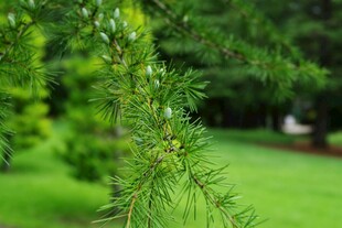 翠绿松枝 清新自然景致