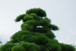 造型独特的翠绿松树