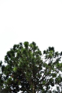 枝叶繁茂的绿树