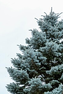 雪覆松树