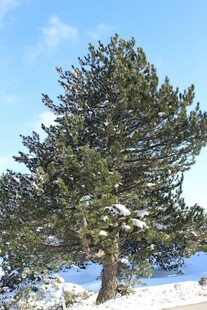 雪覆孤松
