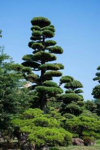 造型独特的层叠式盆景