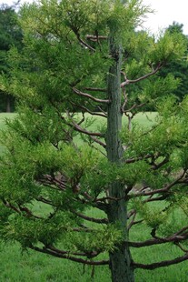 挺拔松树于绿意草地间
