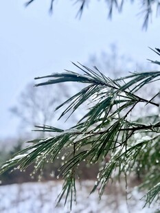 雪覆松枝的冬日景致