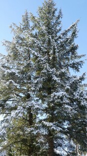 雪覆松树美景