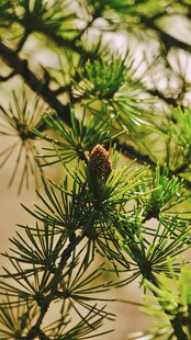 翠绿松枝上的红色果实