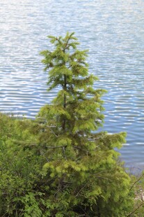 湖畔挺立的翠绿松树