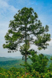 山顶挺拔松树俯瞰绿野