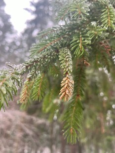 雪覆松枝挂松果