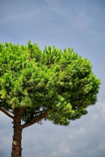 挺拔松树傲立蓝天之下