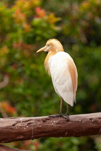 枝头伫立的黄白相间小鸟