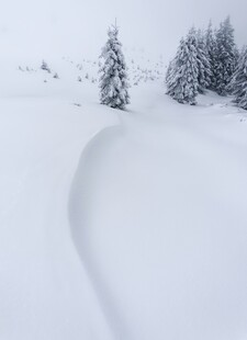 雪野中的弯曲雪道与树木
