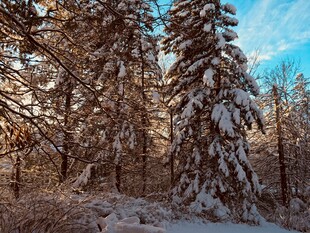 冬日雪覆森林美景